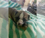 Small Photo #6 Bulldog Puppy For Sale in SANGER, CA, USA