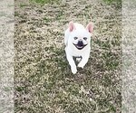 Small Photo #2 French Bulldog Puppy For Sale in CALDWELL, TX, USA