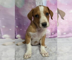 Mutt Dogs for adoption in Lakewood, CO, USA