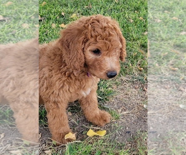 Medium Photo #4 Goldendoodle Puppy For Sale in CHINA LAKE, CA, USA