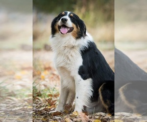 Australian Shepherd-English Cream Golden Retriever Mix Litter for sale in MOUNT SHASTA, CA, USA