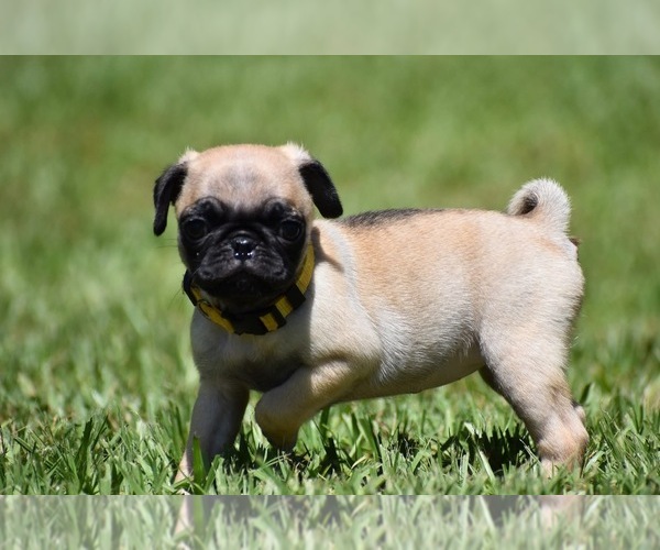 Medium Photo #2 Pug Puppy For Sale in PALM COAST, FL, USA