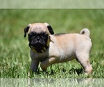 Small #1 Pug