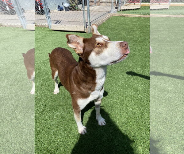 Medium Photo #6 Collie-Huskies  Mix Puppy For Sale in McKinney, TX, USA