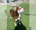 Small Photo #6 Collie-Huskies  Mix Puppy For Sale in McKinney, TX, USA