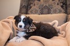 Small Photo #1 Australian Shepherd Puppy For Sale in HERRIMAN, UT, USA