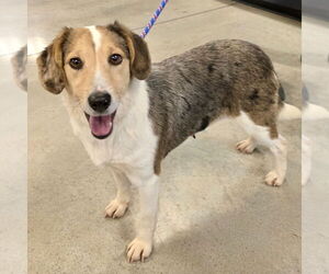 Beagle-Unknown Mix Dogs for adoption in Batavia, OH, USA