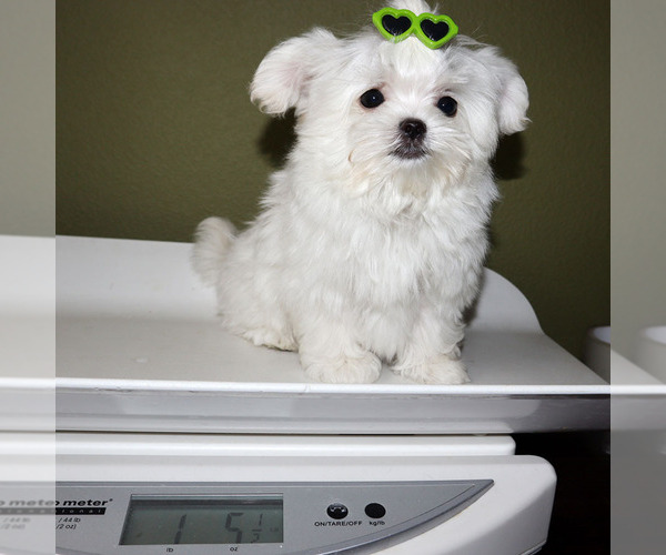 Medium Photo #5 Maltese Puppy For Sale in LOS ANGELES, CA, USA