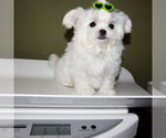 Small #4 Maltese