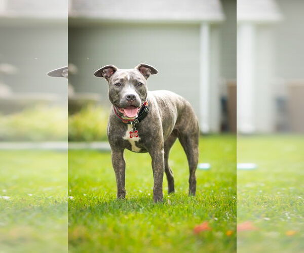Medium Photo #2 American Pit Bull Terrier Puppy For Sale in Alexandria, VA, USA