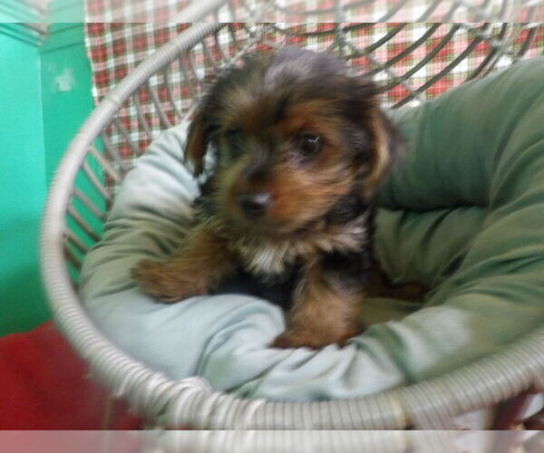 Medium Photo #2 Yorkshire Terrier Puppy For Sale in PATERSON, NJ, USA