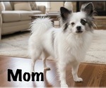 Small #14 American Eskimo Dog-Pug Mix