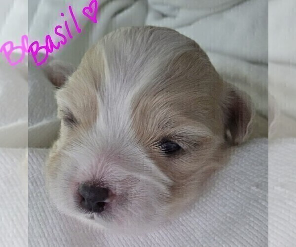 Medium Photo #2 Maltipoo Puppy For Sale in BREMERTON, WA, USA