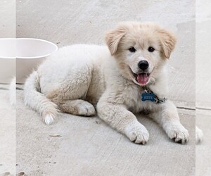 Golden Retriever-Samoyed Mix Puppy for sale in CHINO HILLS, CA, USA