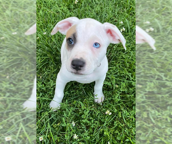 Medium Photo #3 Mutt Puppy For Sale in Brooklyn Center, MN, USA