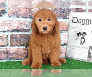 Goldendoodle Puppy for sale in BEL AIR, MD, USA