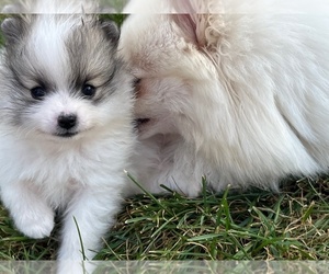 Pomeranian Puppy for sale in LISLE, IL, USA