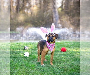 Mutt Dogs for adoption in Unionville, PA, USA