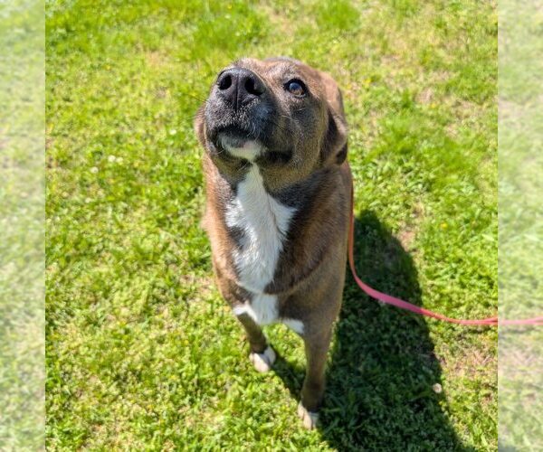 Medium Photo #1 Mutt Puppy For Sale in Shelburne, VT, USA