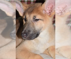 German Shepherd Dog Puppies For Sale Near Dundalk Maryland Usa Page 1 10 Per Page Puppyfinder Com