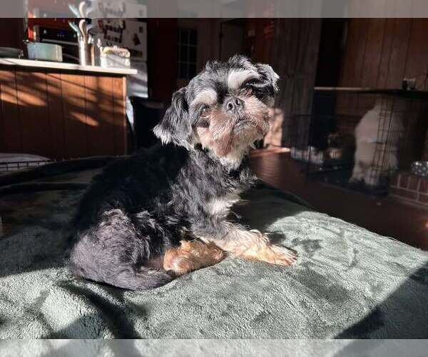 Medium Photo #1 Shih Tzu-Unknown Mix Puppy For Sale in Greenville, SC, USA