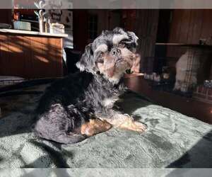 Shih Tzu-Unknown Mix Dogs for adoption in Greenville, SC, USA