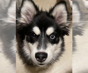 Father of the Pomsky-Shiba Inu Mix puppies born on 05/21/2025