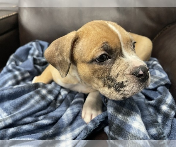 Medium Photo #45 American Bully Puppy For Sale in REESEVILLE, WI, USA
