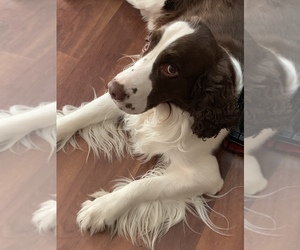 Father of the English Springer Spaniel puppies born on 06/11/2019