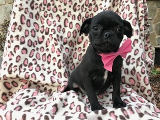 Pug Puppy for sale in QUARRYVILLE, PA, USA