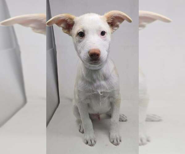 Medium Photo #1 Basenji-Labrador Retriever Mix Puppy For Sale in Brewster, NY, USA