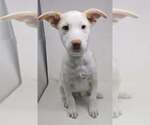 Small Basenji-Labrador Retriever Mix