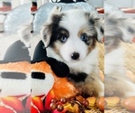 Small Photo #2 Miniature Australian Shepherd Puppy For Sale in ANTHONY, FL, USA