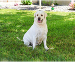 Small #2 Labrador Retriever