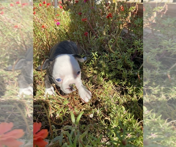 Medium Photo #6 Boston Terrier Puppy For Sale in FREDONIA, KS, USA