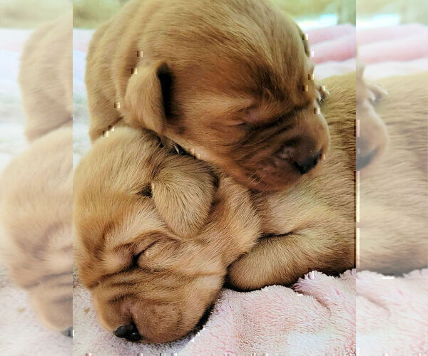 Medium Photo #19 Labrador Retriever Puppy For Sale in FORT COLLINS, CO, USA