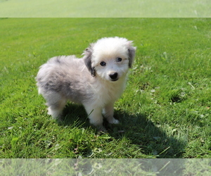 Aussie-Poo Puppy for sale in SHILOH, OH, USA