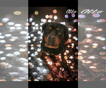 Small Photo #3 Rottweiler Puppy For Sale in Alexander, AR, USA