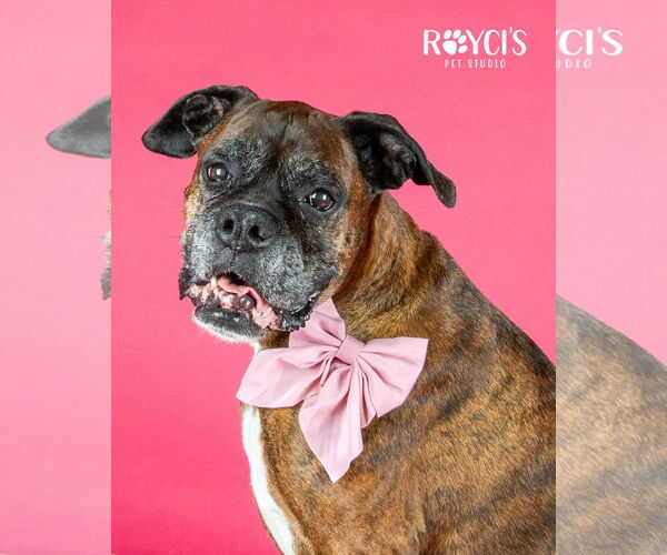 Medium Photo #3 Boxer Puppy For Sale in Sandy, UT, USA