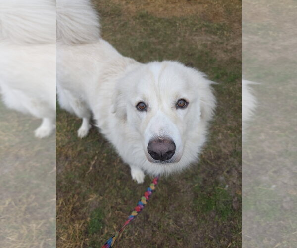 Medium Photo #9 Chow Chow-Great Pyrenees Mix Puppy For Sale in Houston, TX, USA