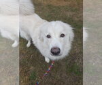 Small #8 Chow Chow-Great Pyrenees Mix