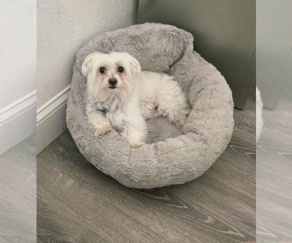 Medium Photo #3 Maltese Puppy For Sale in Plantation, FL, USA