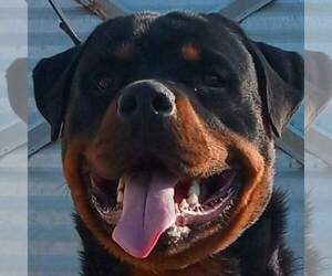 Father of the Rottweiler puppies born on 05/15/2022