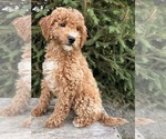 Small #2 Goldendoodle (Miniature)