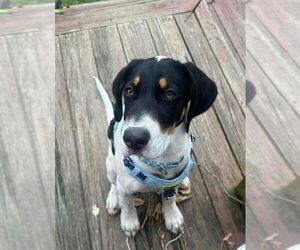 Mutt Dogs for adoption in Candler, NC, USA