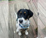 Small Mutt