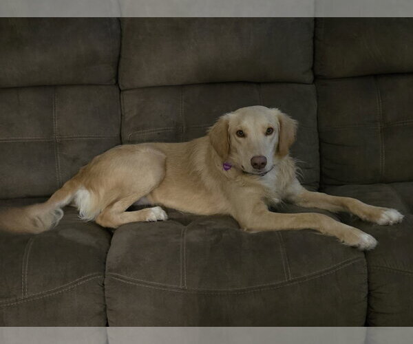 Medium Photo #15 Golden Labrador Puppy For Sale in Minneapolis, MN, USA
