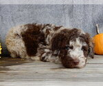Small #3 Miniature Labradoodle