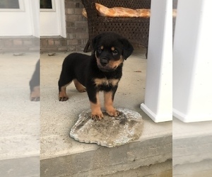 Rottweiler Puppy for sale in MOUNT ORAB, OH, USA