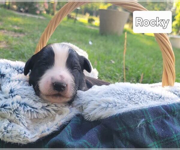 Medium Photo #14 Aussiedoodle Puppy For Sale in CONWAY, SC, USA